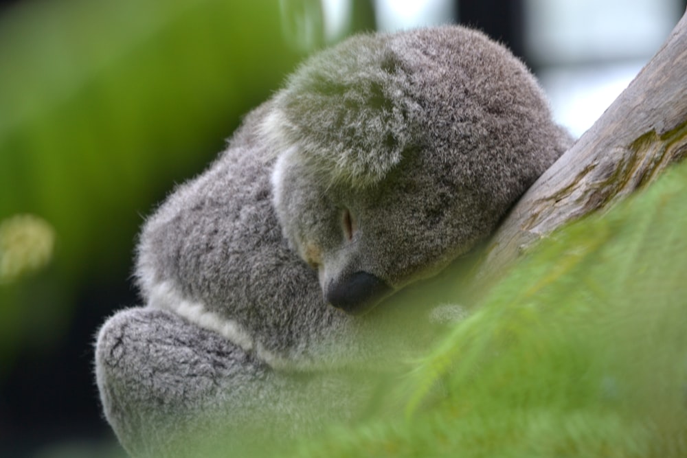 gray koala on green leaf