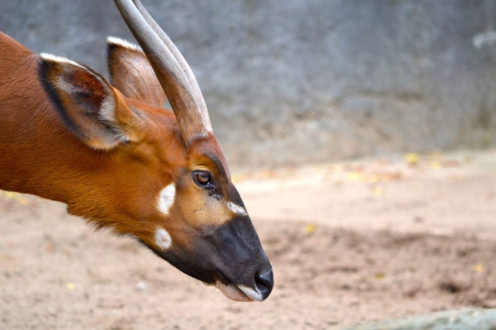 brown and black animal on brown soil