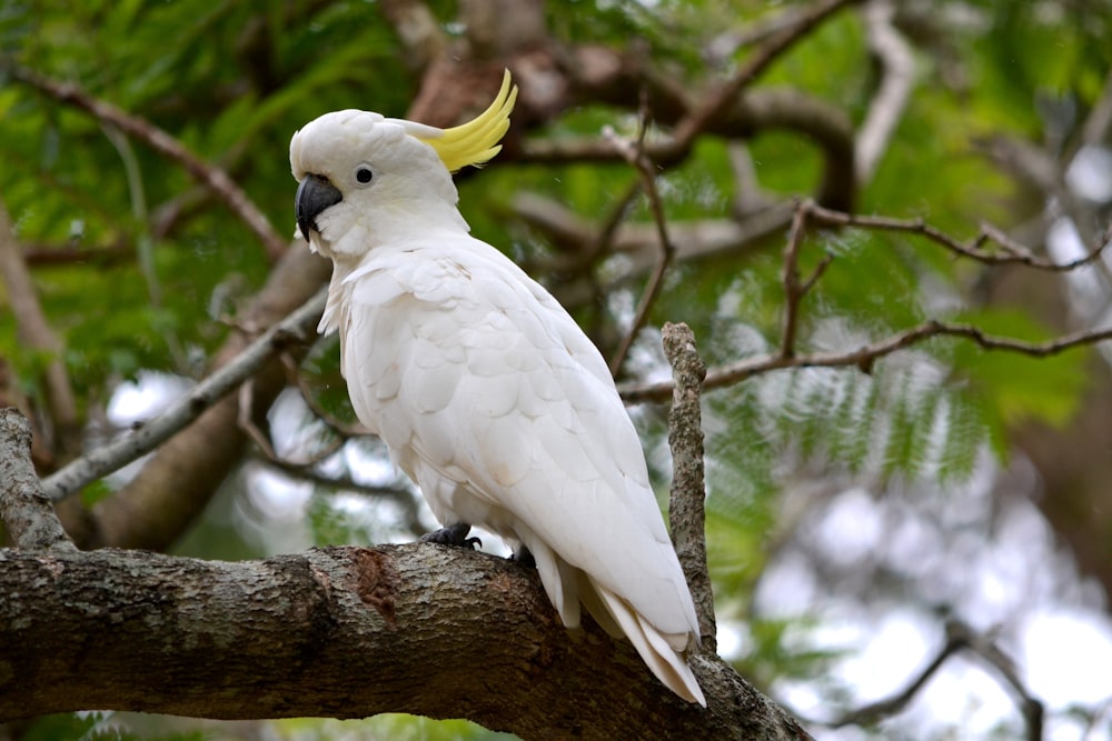 white and yellow bird on brown tree branch