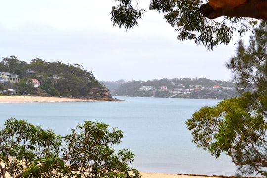 green trees near body of water during daytime in Bundeena NSW Australia