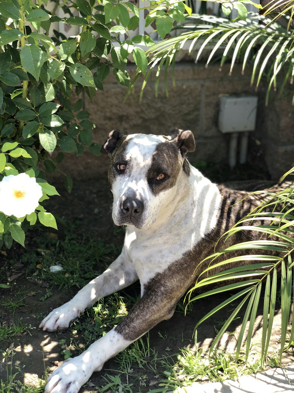 white and black short coated dog on green grass