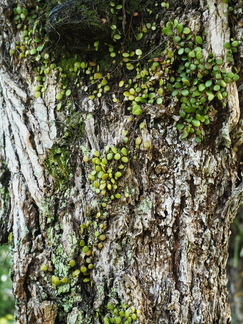 green and yellow fruit on brown tree