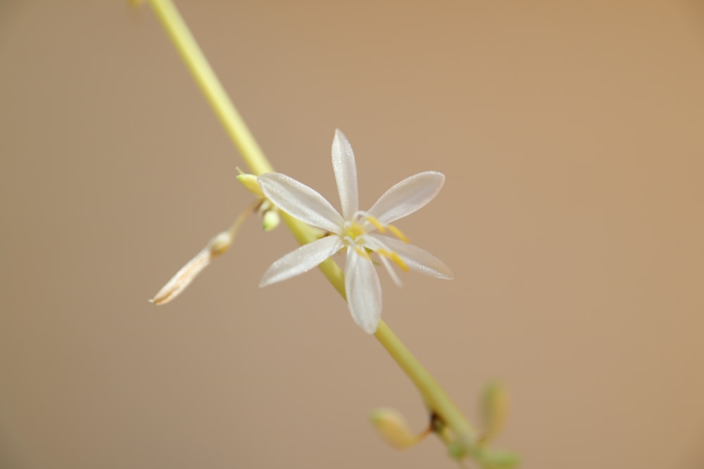 white flower in macro shot