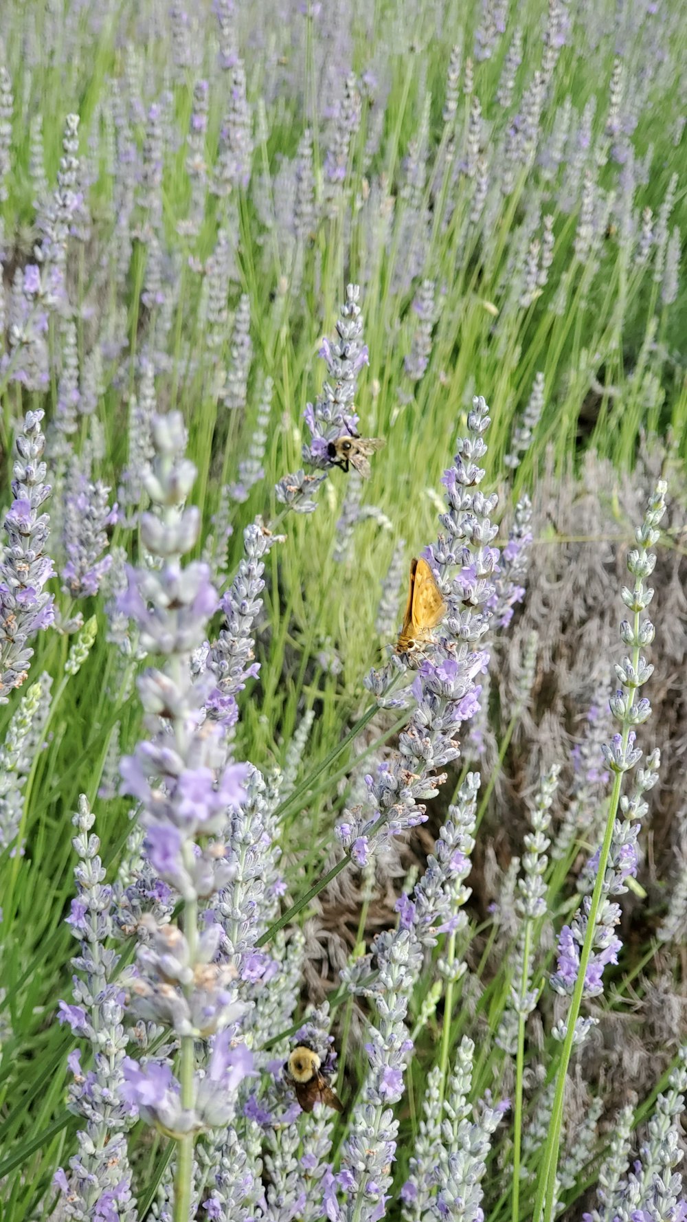 brown butterfly perched on purple flower during daytime