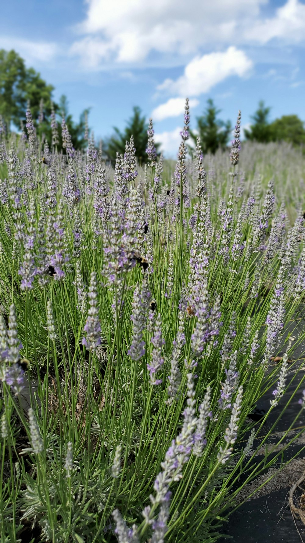 champ de fleurs violettes pendant la journée