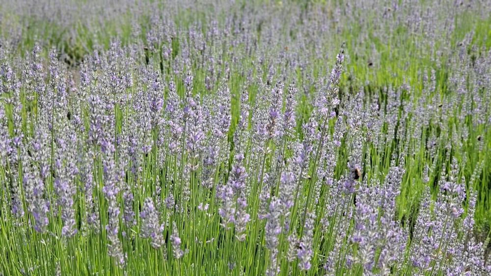 campo de flores moradas durante el día