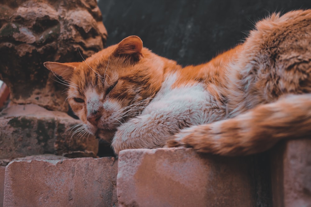 orange and white cat lying on brown rock