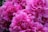 Bright pink peonies are in full bloom, displaying layers of delicate petals. The flowers are densely clustered together, creating a lush and vibrant display.