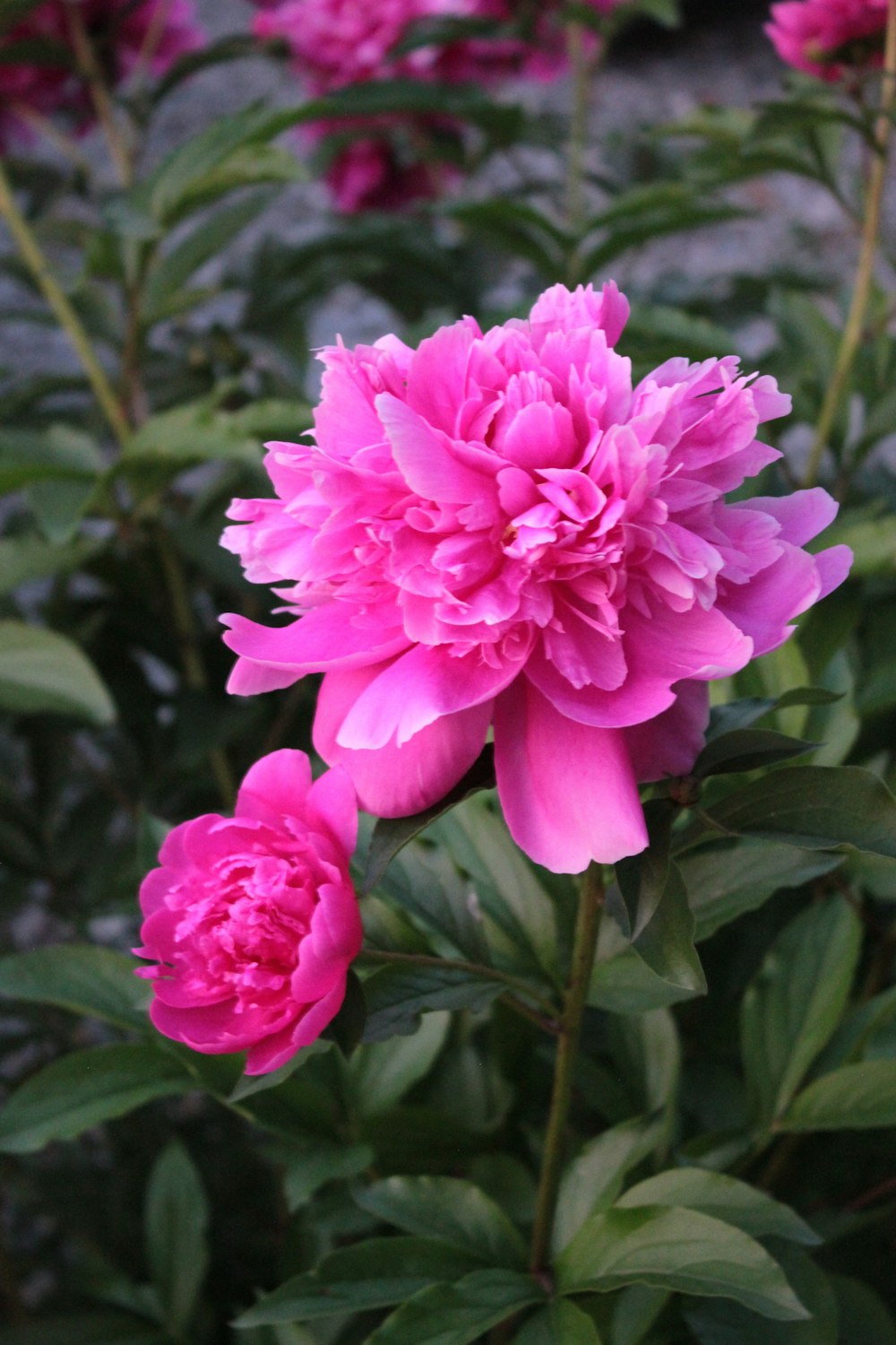 pink flower in tilt shift lens