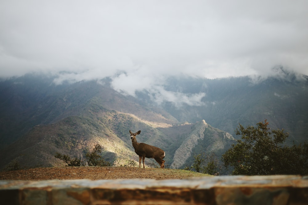 a deer standing on top of a lush green hillside