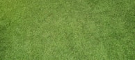 Neatly trimmed bermuda tiff away grass showing its fine texture and rich green color.