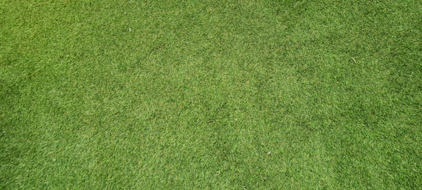 A close-up view of well-maintained, lush green grass with a uniform texture.
