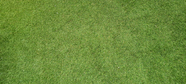 A vibrant green turf showing no signs of pests or disease, with a close-up of thick, uniform grass coverage.