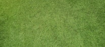A close-up view of well-maintained, lush green grass with a uniform texture.