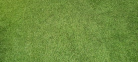 A close-up view of well-maintained, lush green grass with a uniform texture.