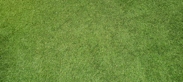 A close-up view of well-maintained, lush green grass with a uniform texture.