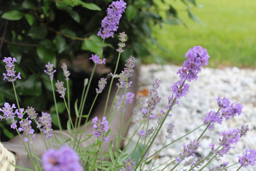 purple flowers on green grass field during daytime