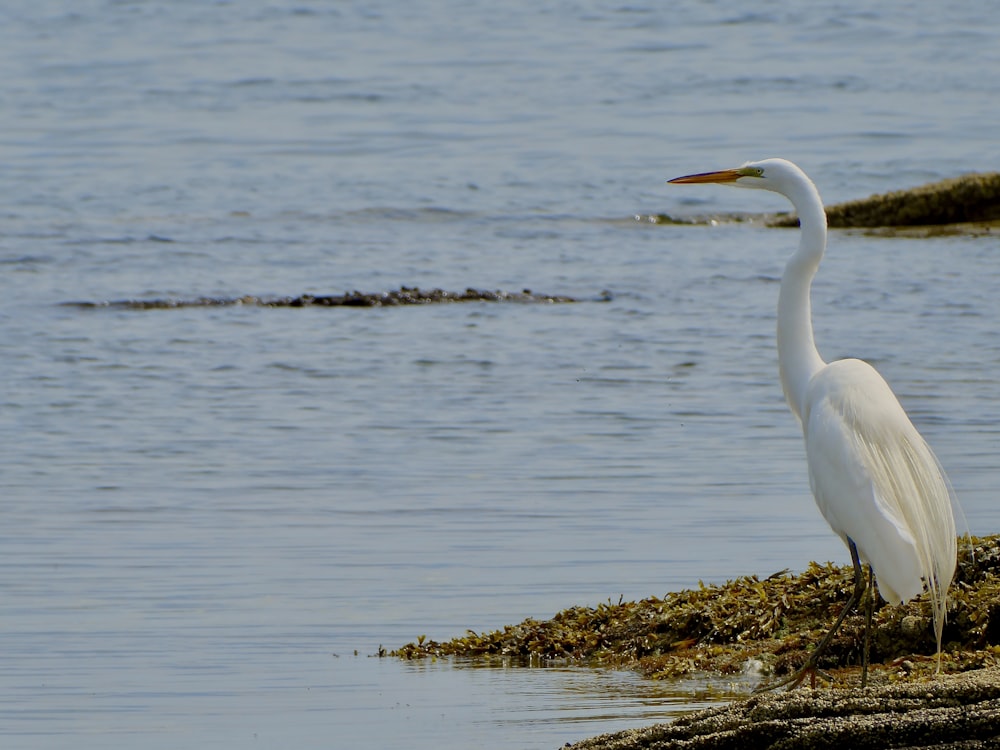 Weißer Schwan tagsüber auf Gewässern