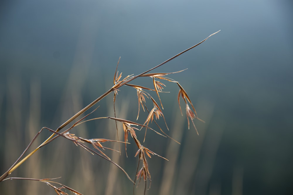 brown wheat in close up photography