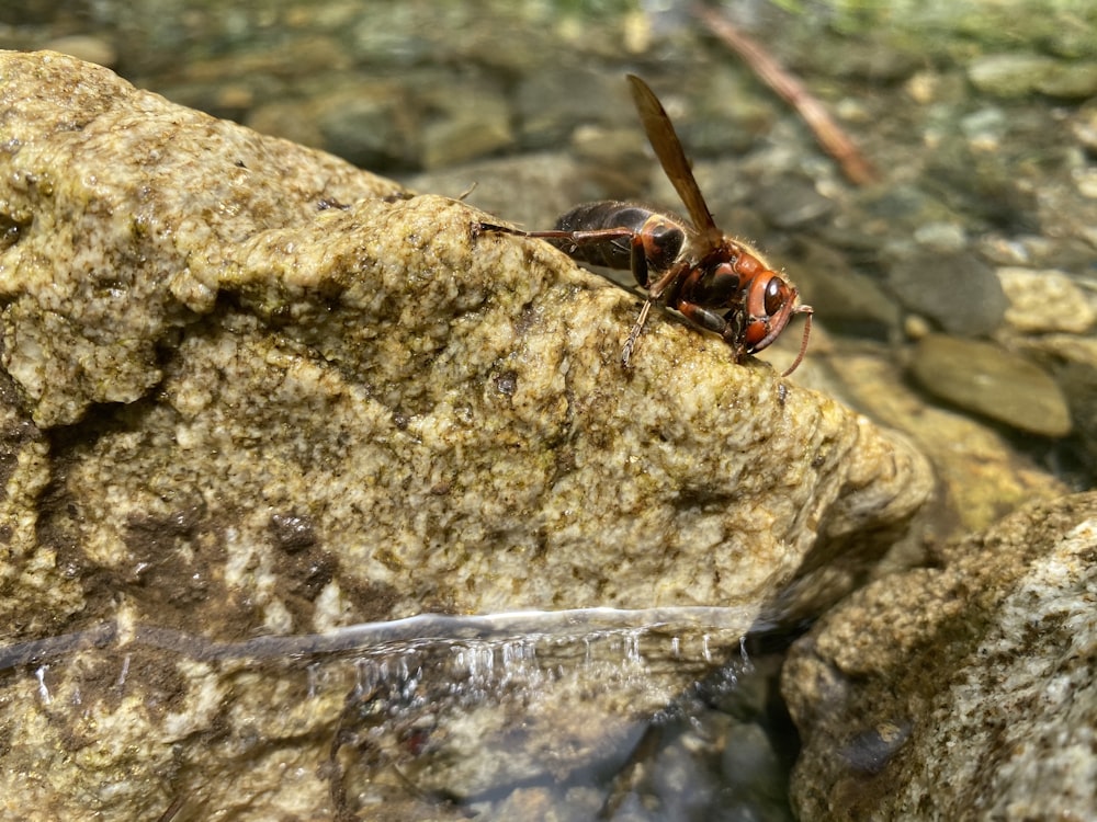 brown and black insect on brown rock