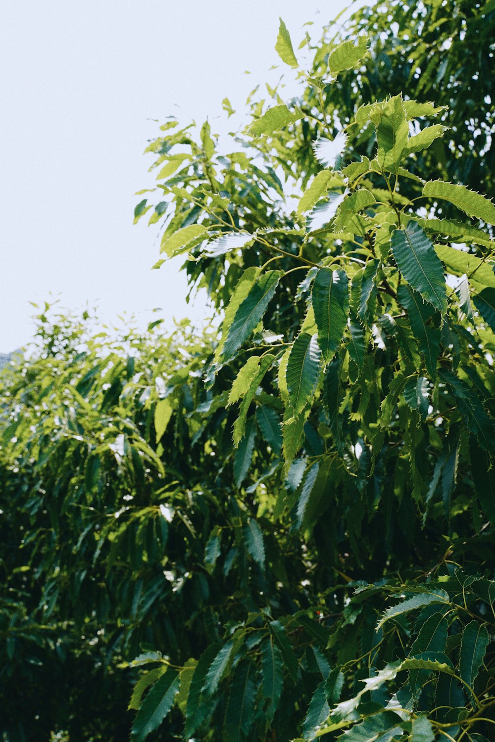 green leaves under blue sky during daytime