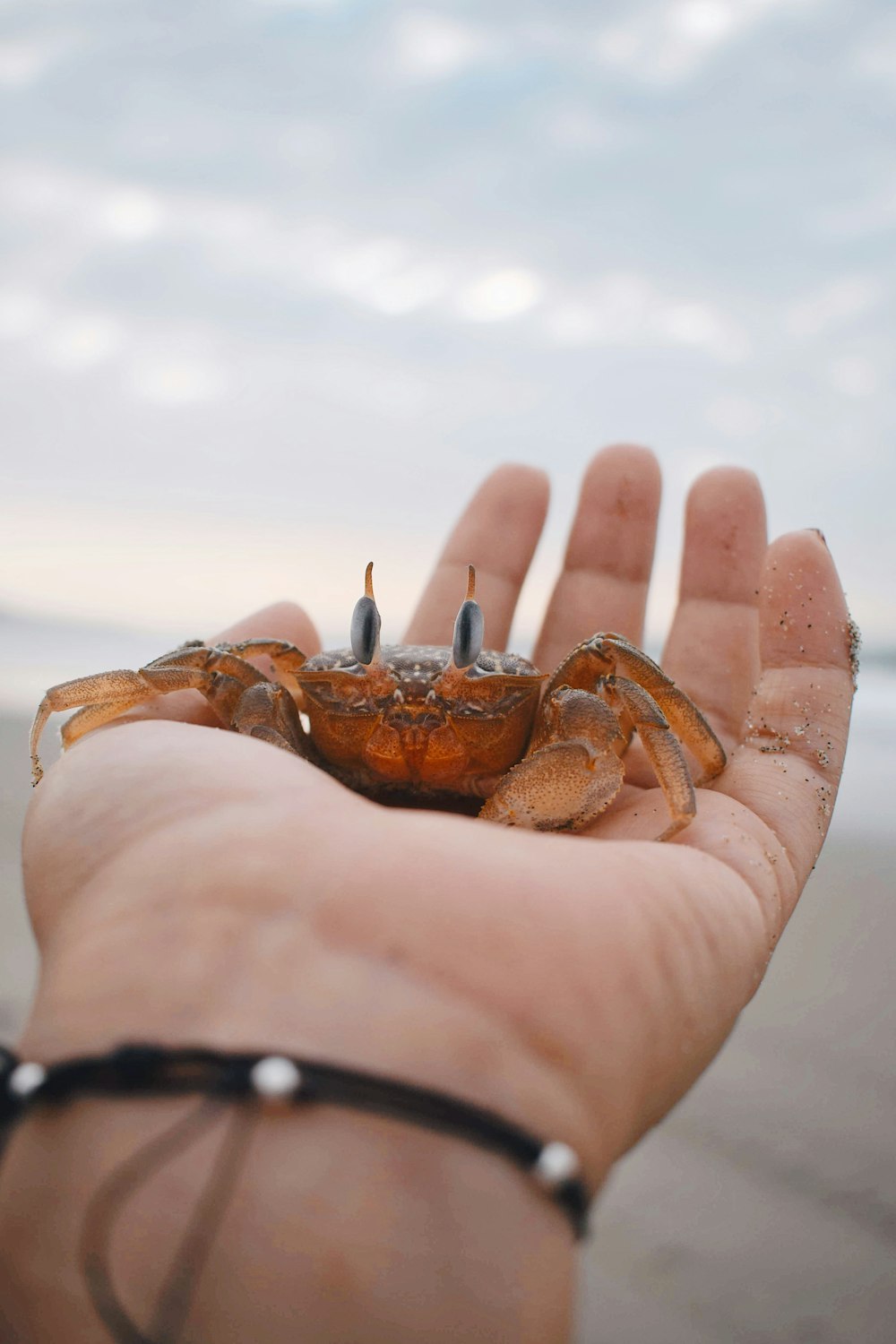 brown crab on persons hand