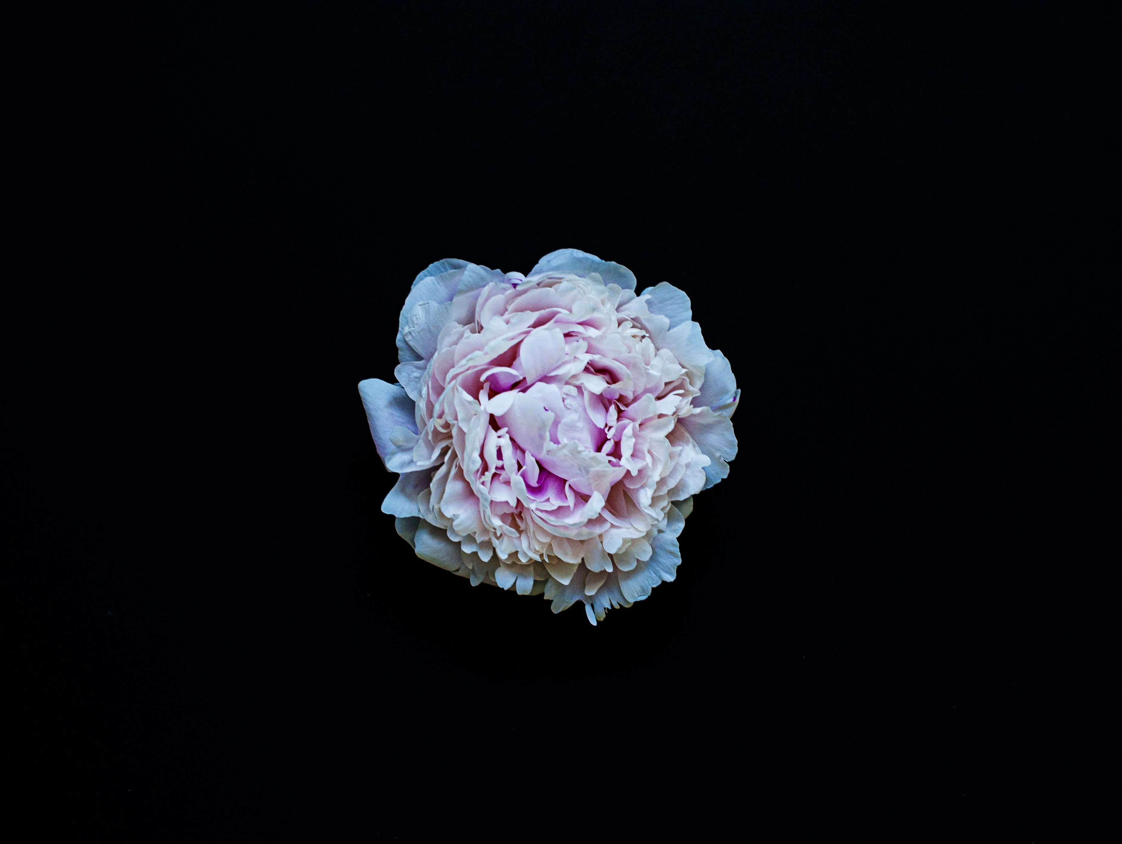 pink rose in black background