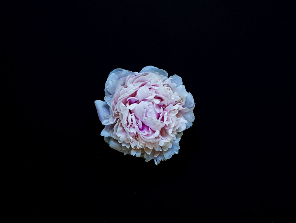 pink rose in black background