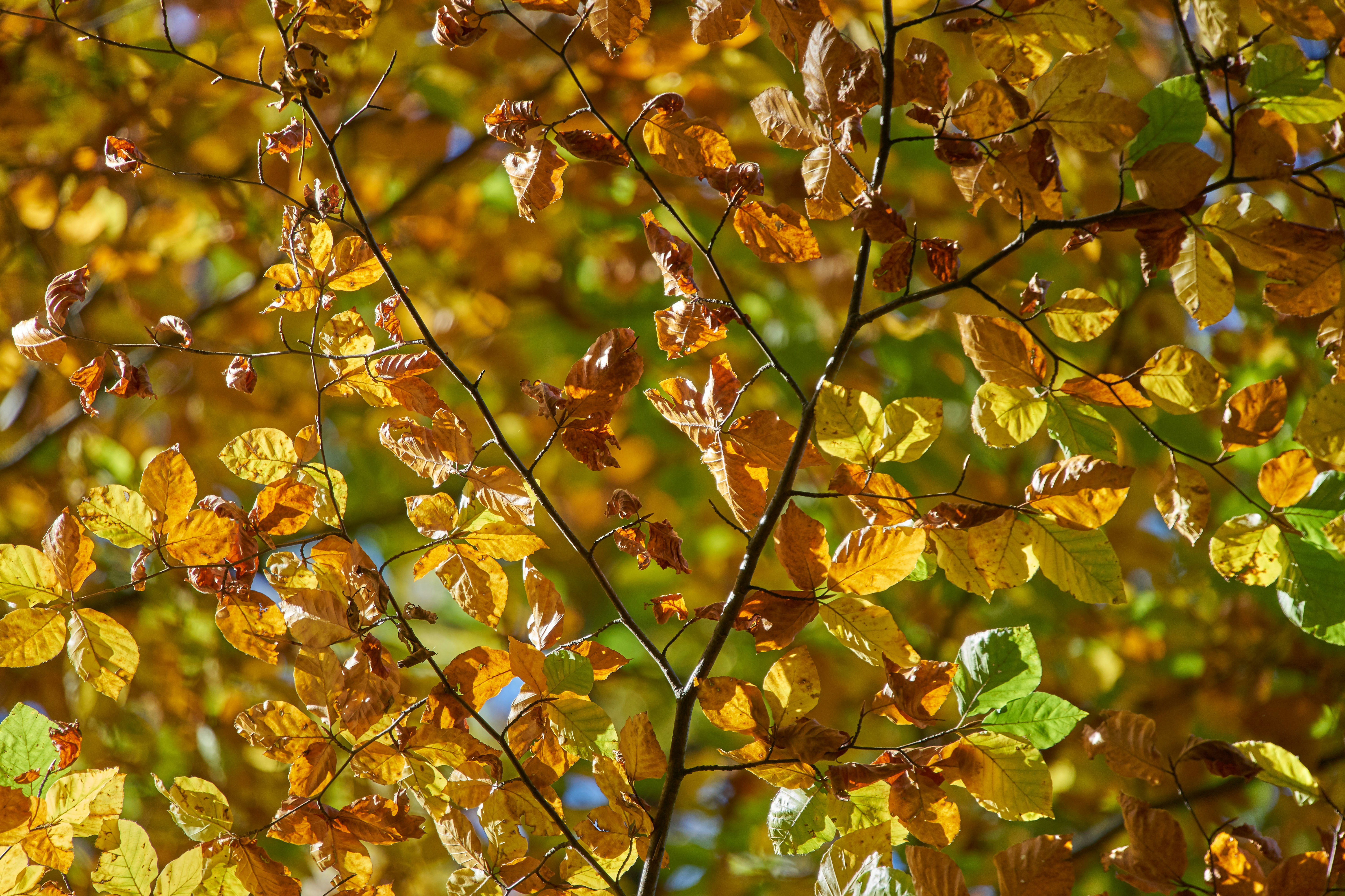 Photo by wolfgang_hasselmann