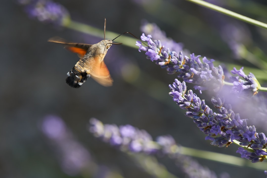 brown and black hummingbird flying over purple flower