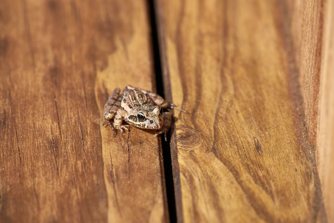 brown and black butterfly on brown wooden surface