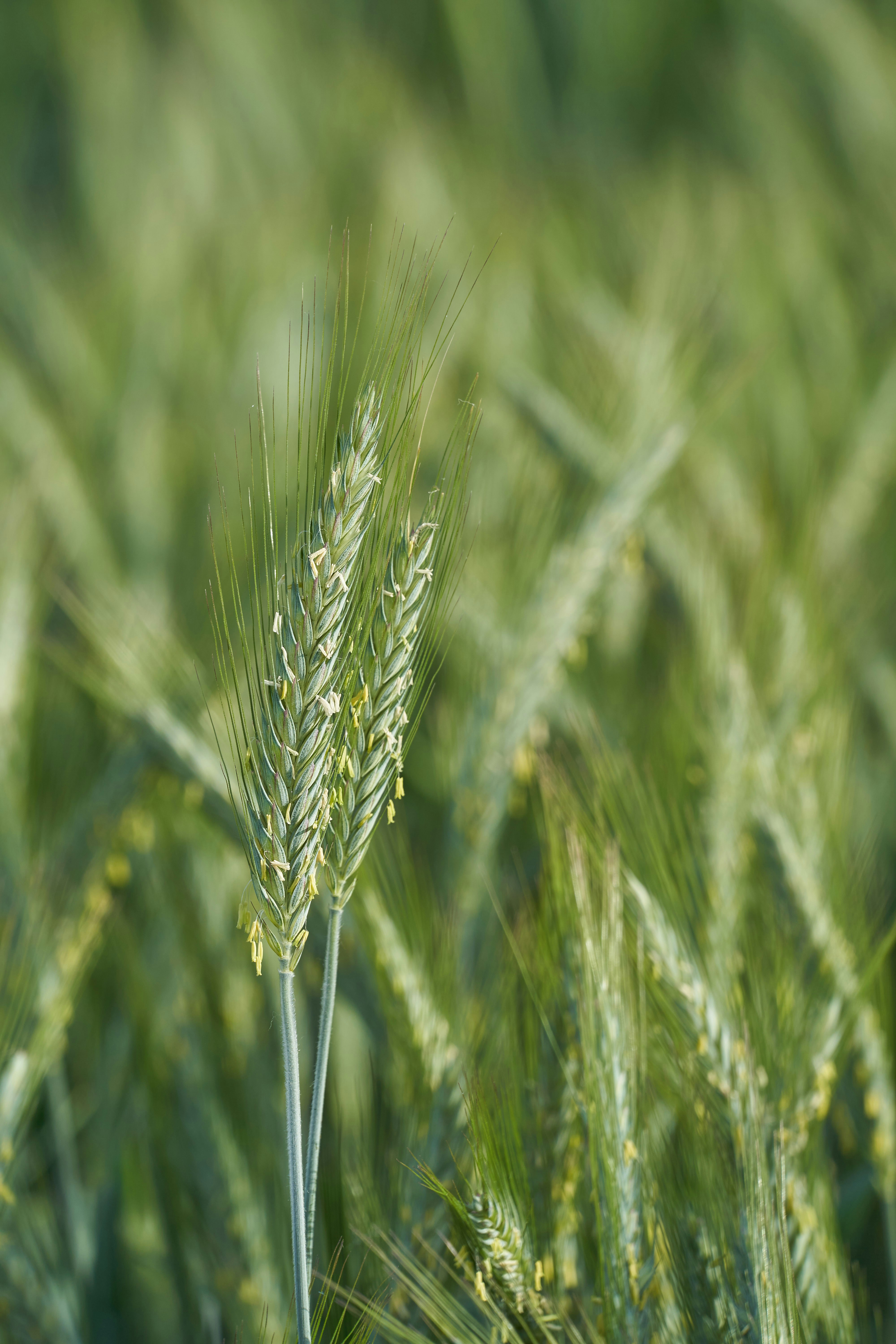 Photo by wolfgang_hasselmann