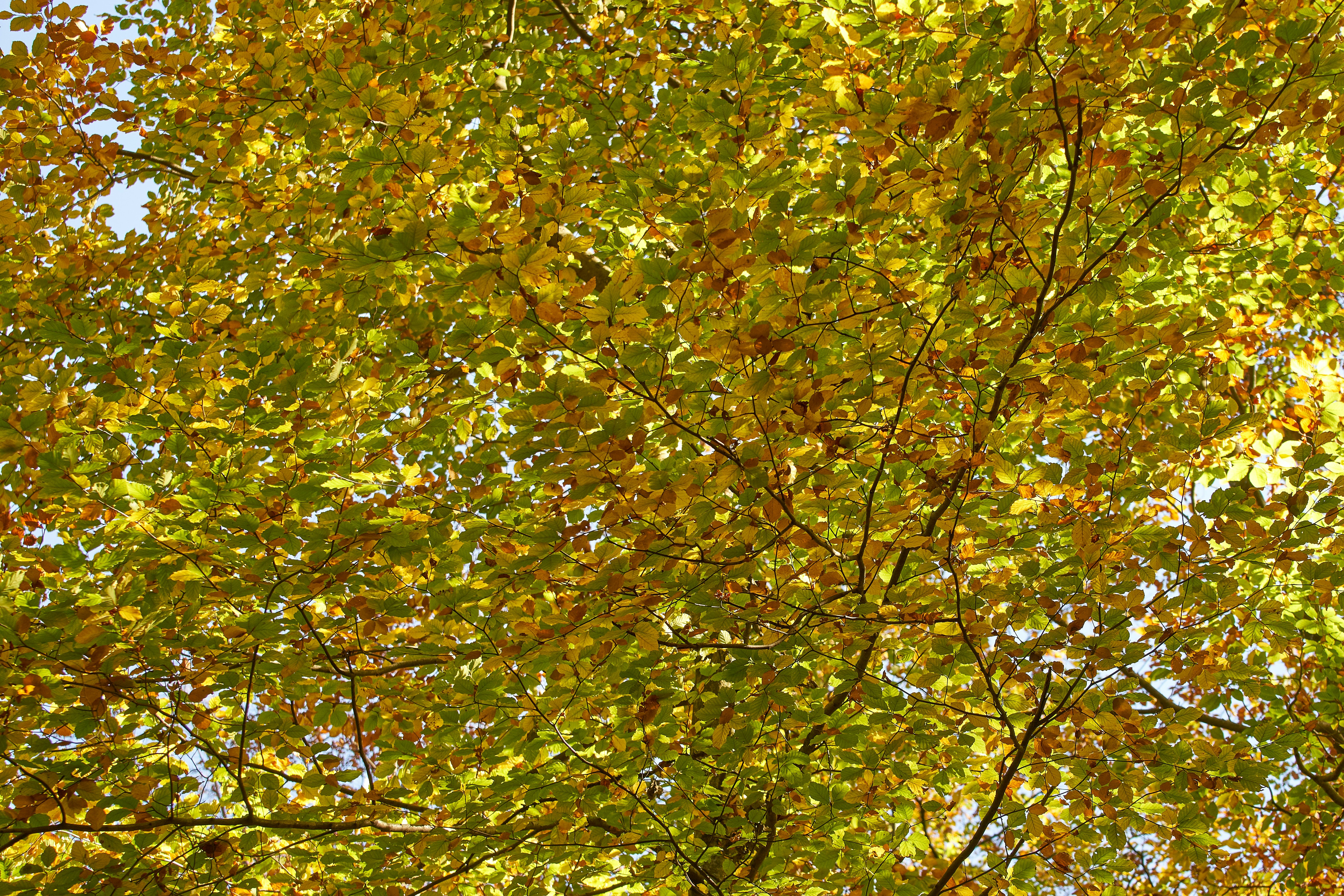 Photo by wolfgang_hasselmann