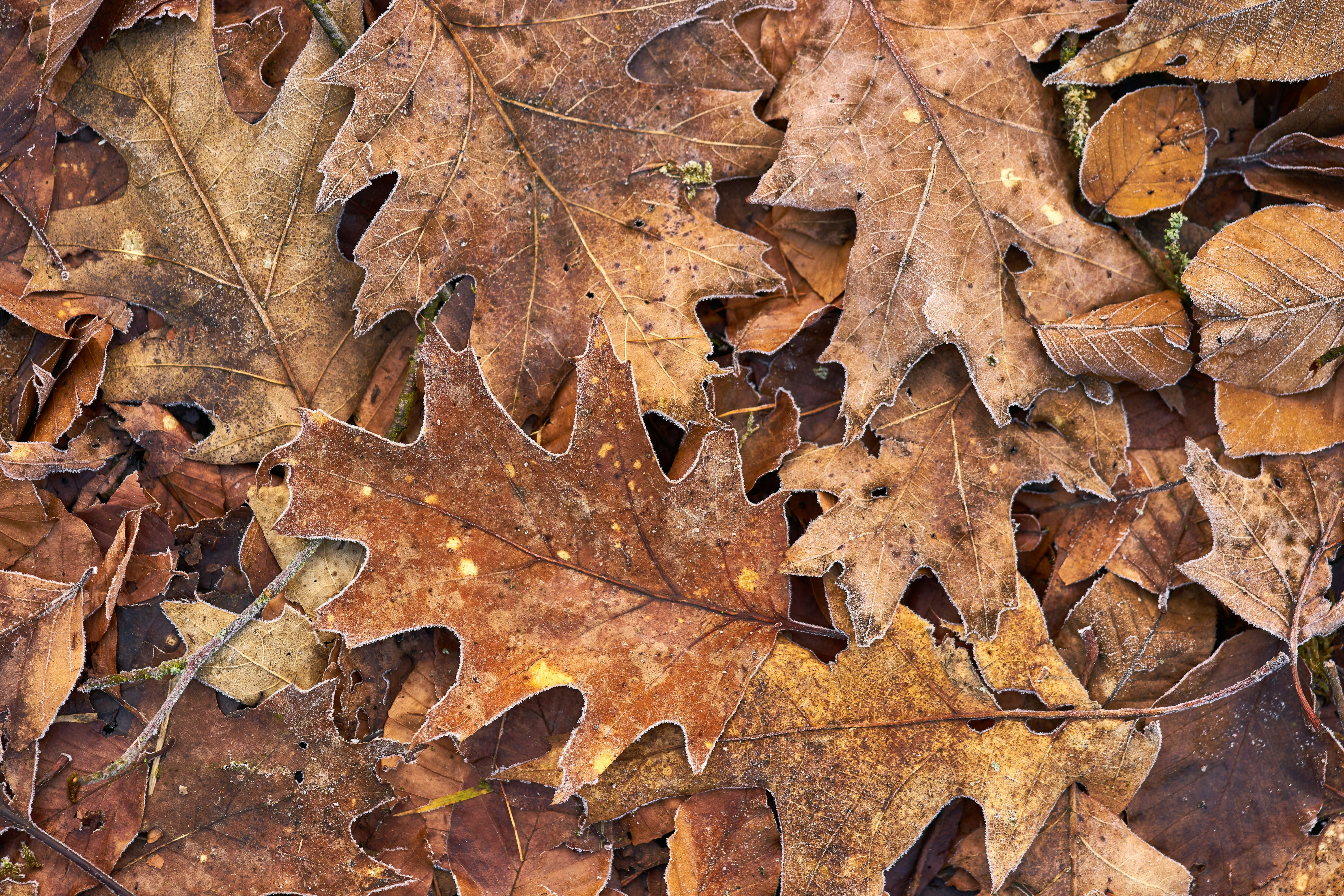 Photo by wolfgang_hasselmann