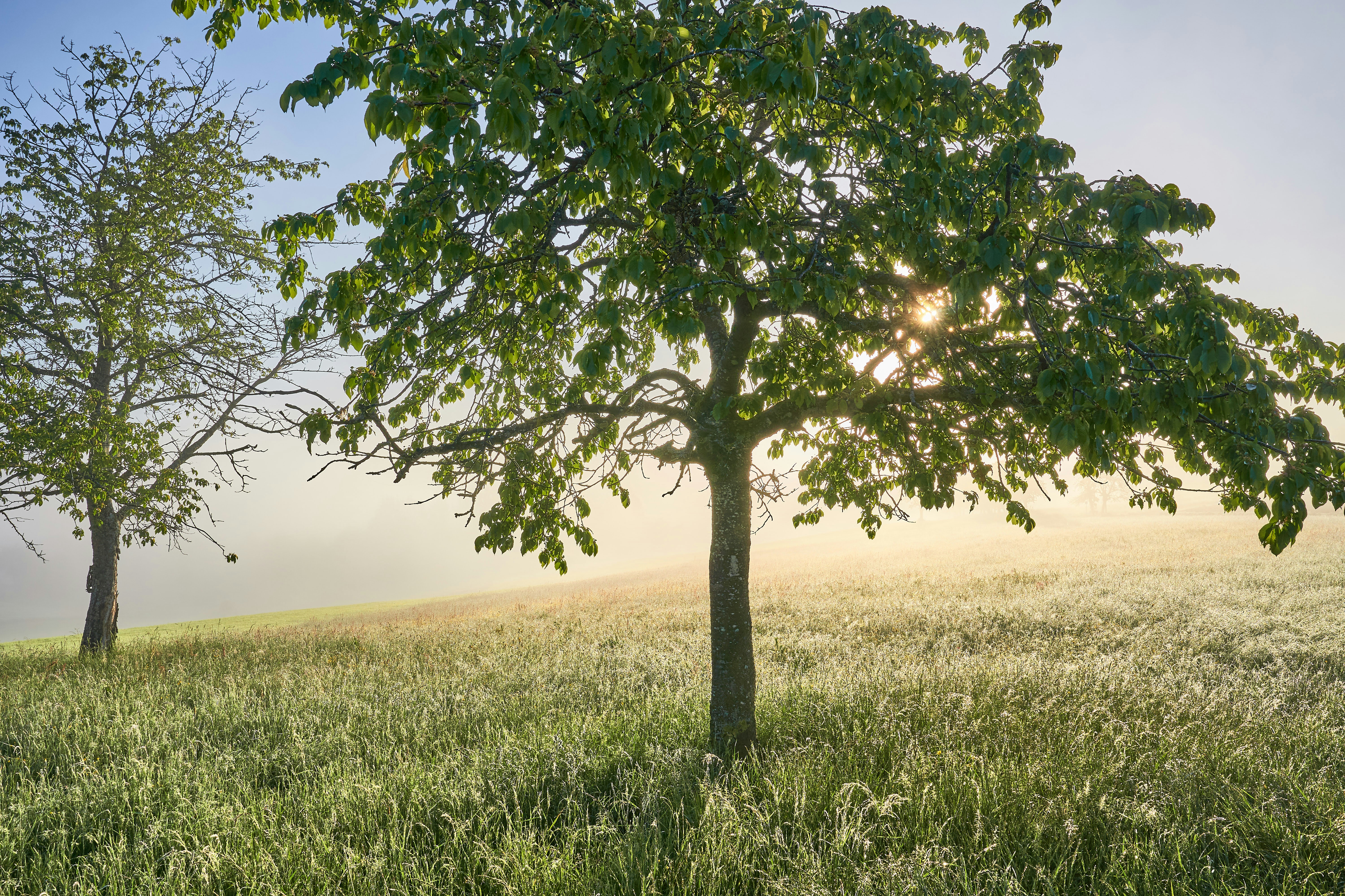 Photo by wolfgang_hasselmann