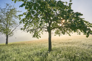 A peaceful green field with young trees growing under a clear sky