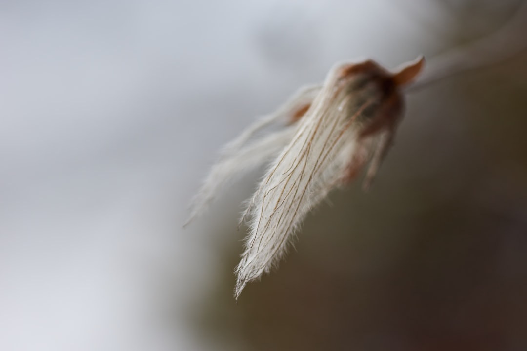 white feather in close up photography