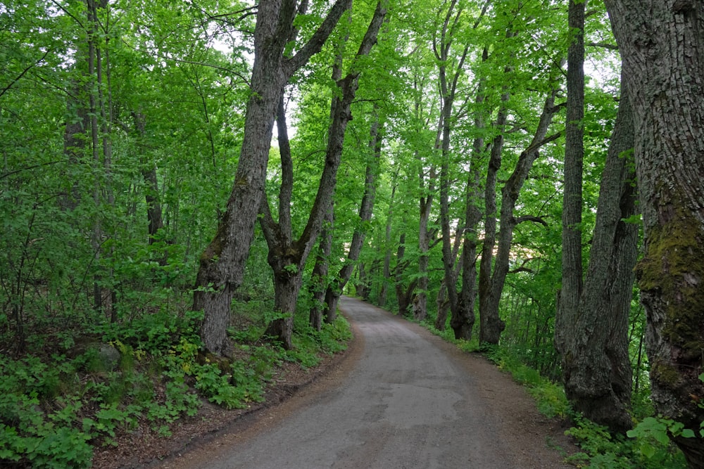 gray concrete road between green trees during daytime