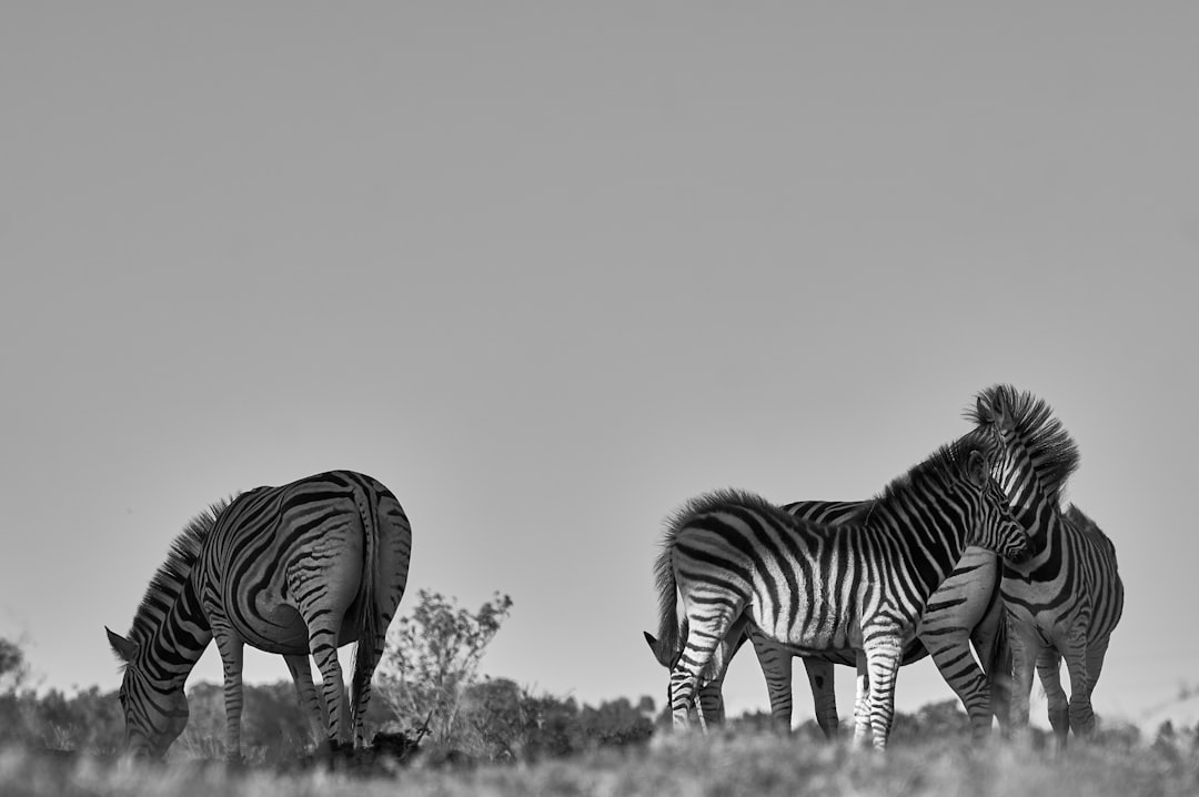 grayscale photo of 2 zebra on grass field