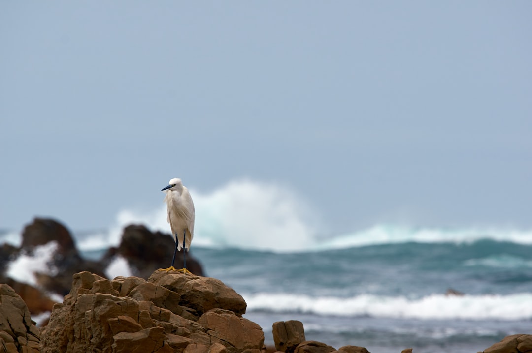 white bird on brown rock near body of water during daytime