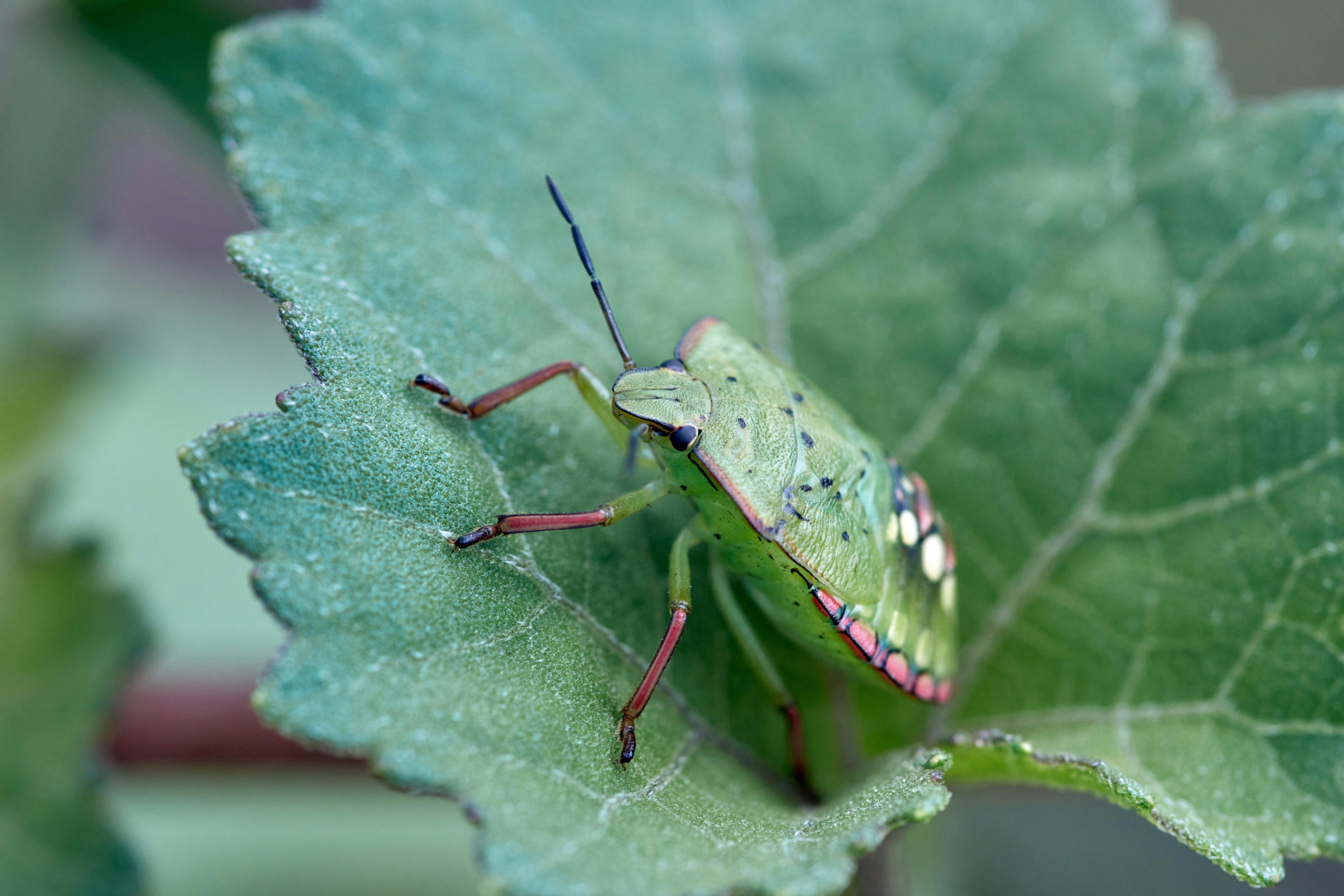 green and black bug on green leaf