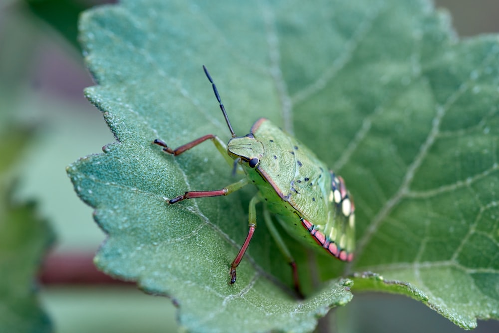 green and black bug on green leaf