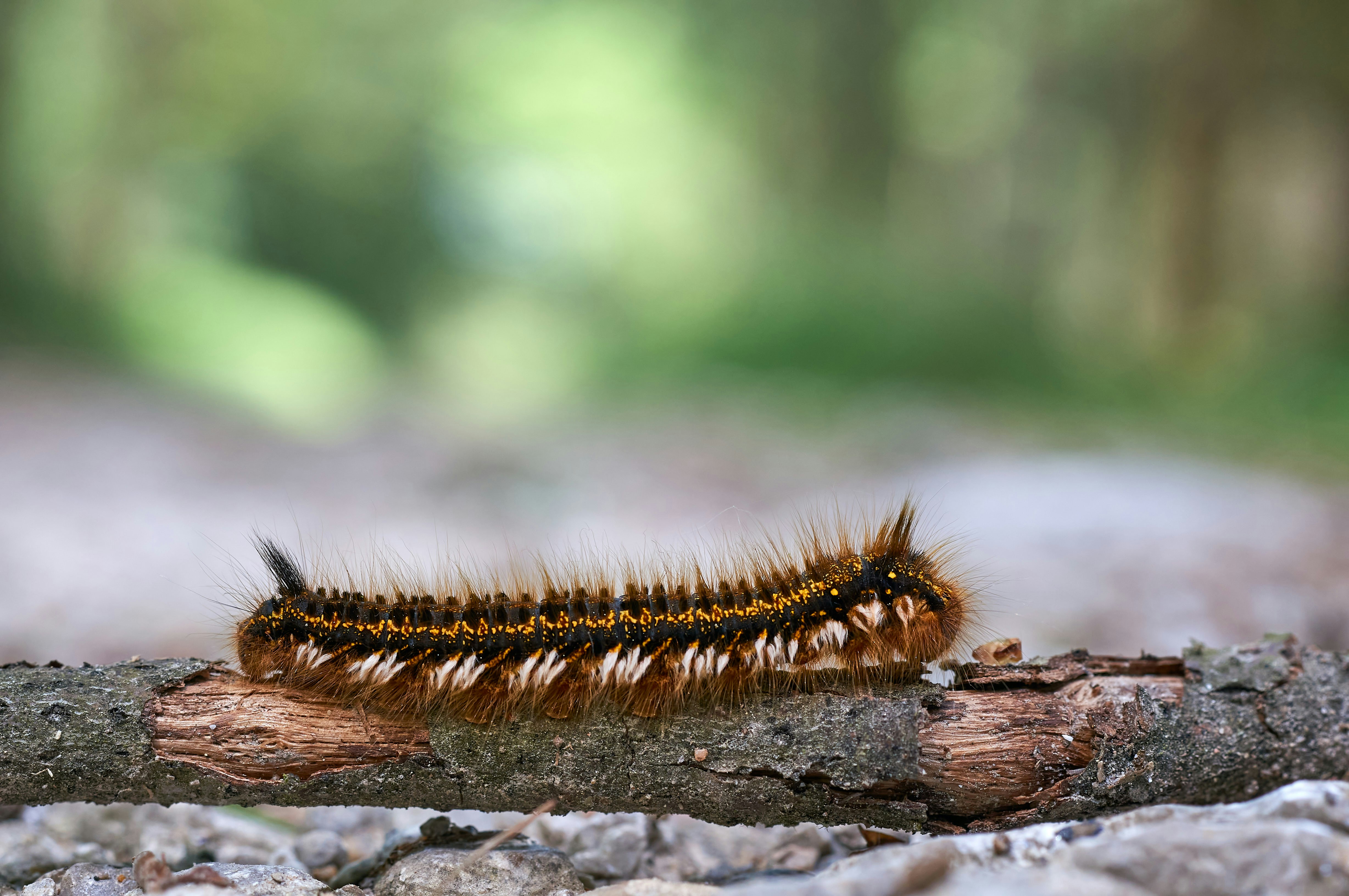 Photo by wolfgang_hasselmann