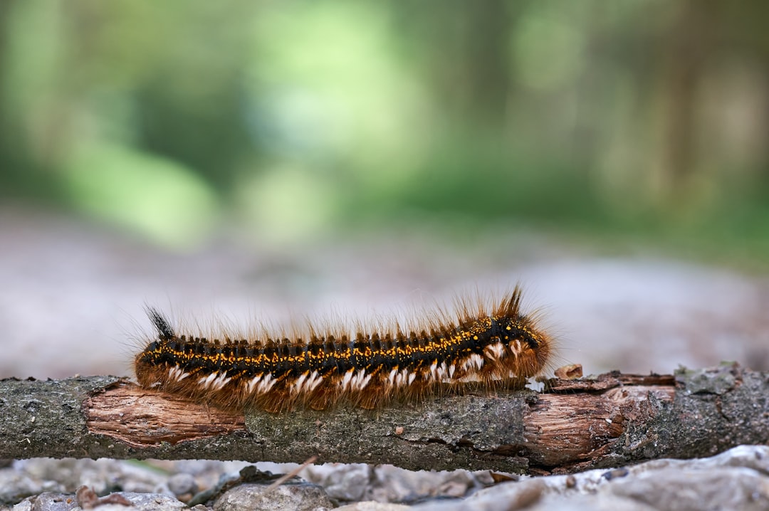 brown and black caterpillar on brown wood