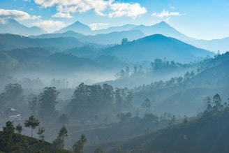 green trees and mountains during daytime