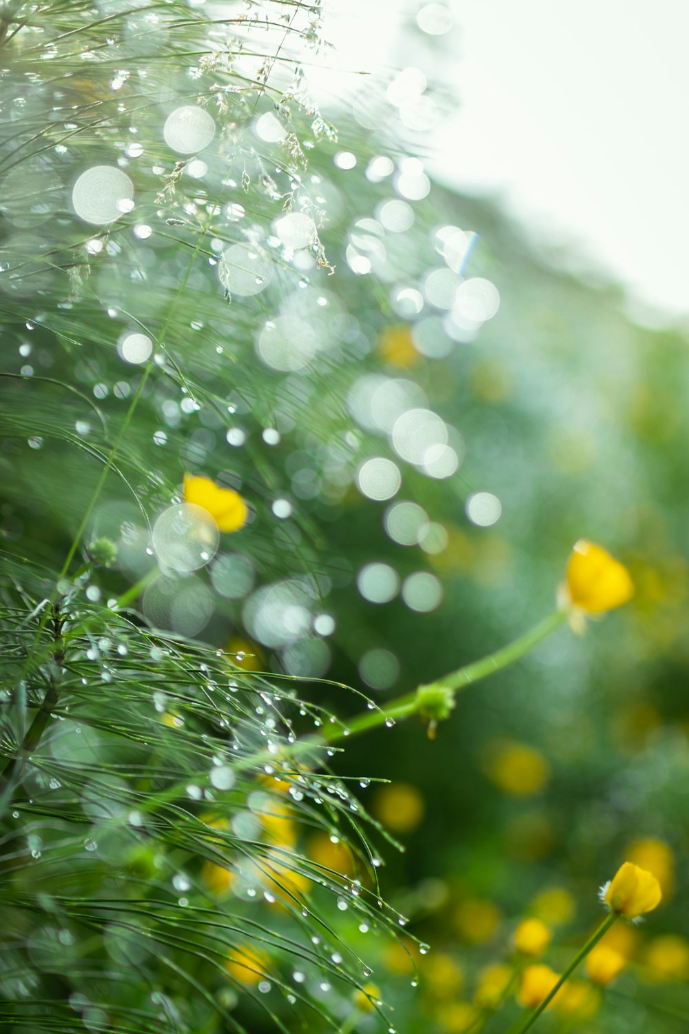 yellow flower with water droplets