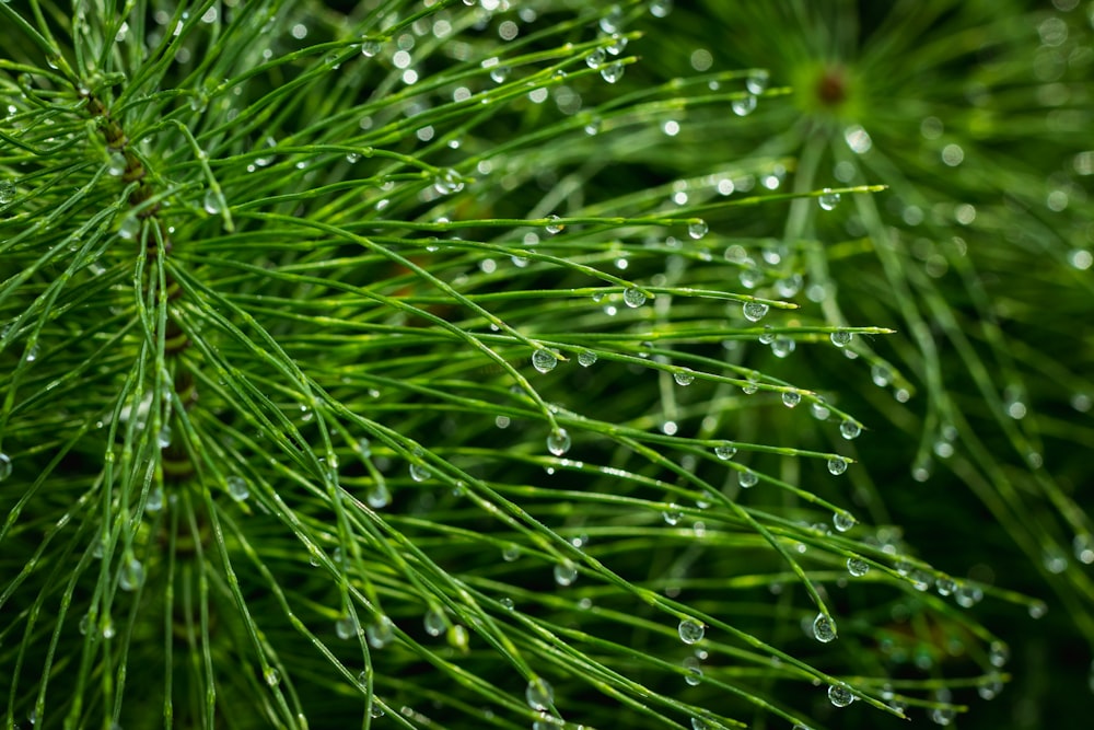 water droplets on green plant