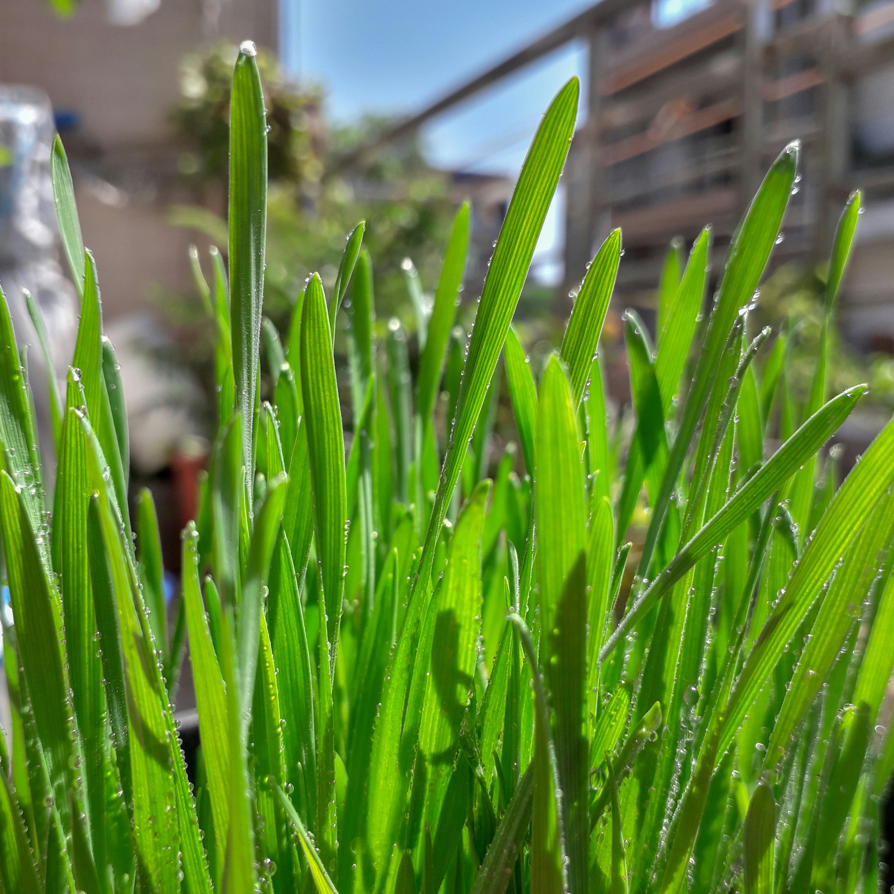 Grüne Pflanze in Nahaufnahme