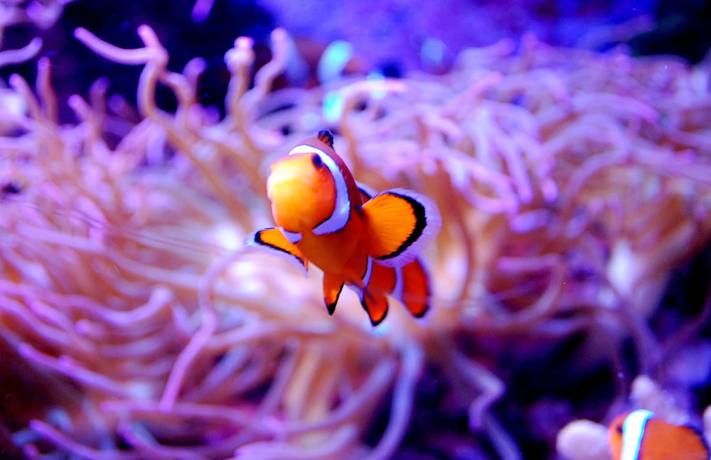 clown fish on coral reef