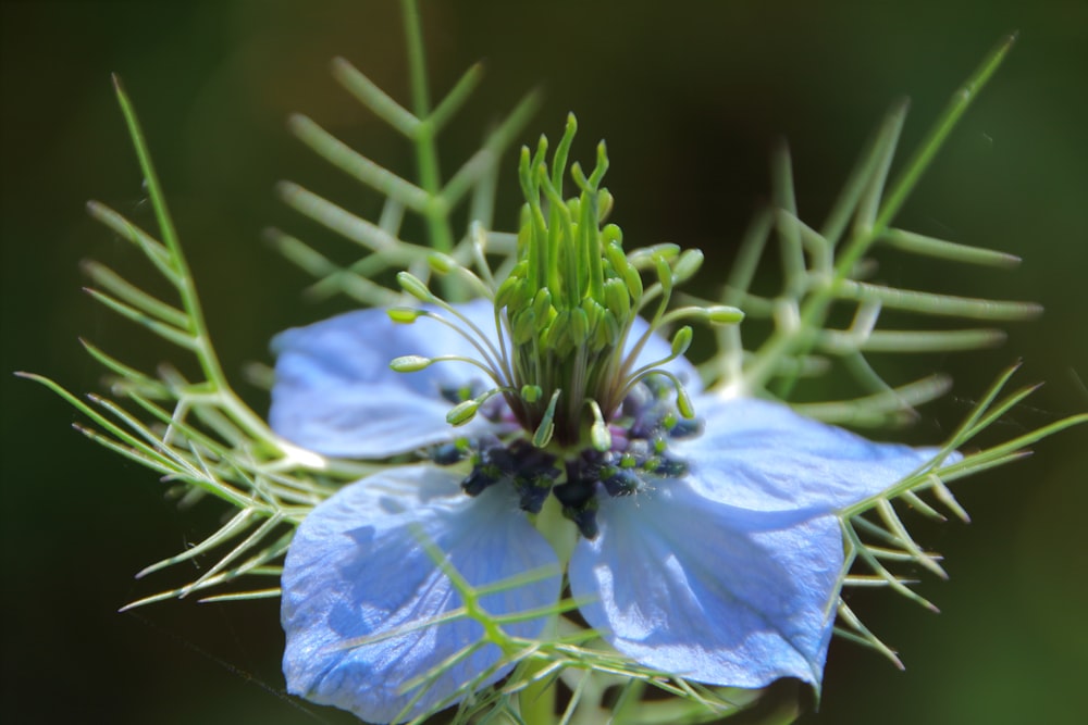 flor azul con hojas verdes